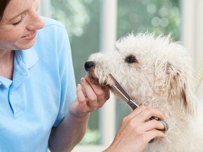 Adding Grooming Services